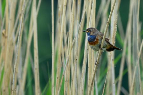 Blaukehlchen