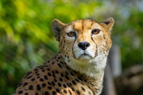 Gepard