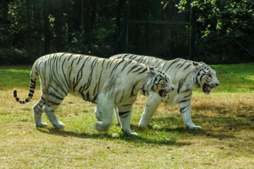 Weiße Tiger