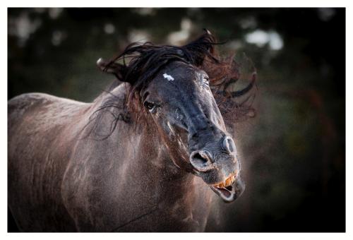 Ursula Schreckenhöfer